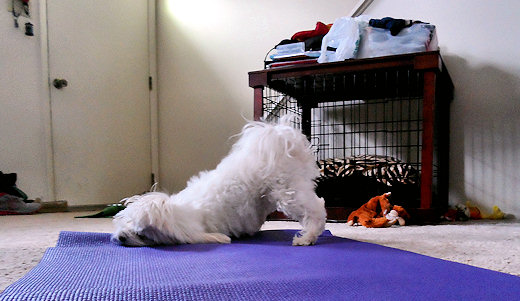 dog itching ear on yoga mat